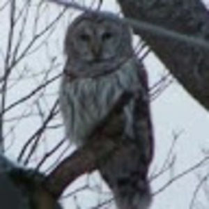 Meet your Posher, Dell